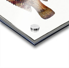 Norvegian Lutian Lutianus Norve Acrylic print