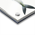 Jumper Scomber Saliens Acrylic print