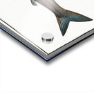 Schifermillers Salmon Salmo Schifermulleri Acrylic print