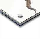 Conger Muraena Conger Acrylic print