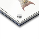 Lunulated Wrasse Labrus lunaris Acrylic print