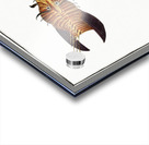 Scorpaena volitans Acrylic print