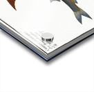 1. Silver-striped Herring Clupea atherinoides 2. Herring-Carp Cyprinus clupeoides Acrylic print