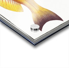 Goggle-eyed Grunt Anthias macrophthalmus Acrylic print