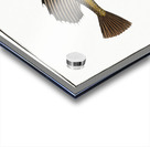 Horned Bull-Head Cottus Quadricornis Acrylic print