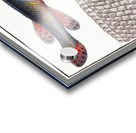 Gar-Fish Esox osseus Acrylic print