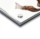 Bounce Squalus Canicula Acrylic print