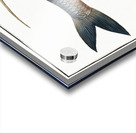 Deep-water Fish Clupea cyprinoides Acrylic print