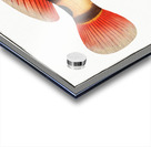 Streaked Grunt Anthias striatus Acrylic print