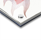 Telescope Cyprinus macrophthalmus Acrylic print