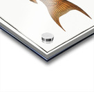 Green Wrasse Labrus viridis Acrylic print