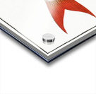 Red-tailed Gilt-head Sparus Erythrourus Acrylic print