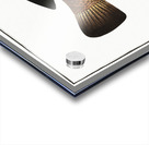 Streaked Wrasse Labrus fasciatus Acrylic print