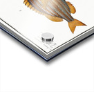 1. Cuning Sparus Cuning 2. Striped Gilt-head Sparus vittatus Acrylic print