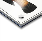 Black-fin Labrus melapterus Acrylic print