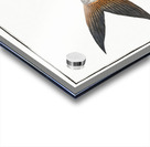 Toothed Gild-Head Sparus Raii Acrylic print