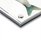 Nase-Carp Cyprinus Nasus Acrylic print