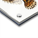 American Toad-Fish Lophius Histrio Acrylic print