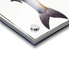 Sea-Pike Esox Sphyraena Acrylic print