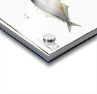 1. Cross-spine Scomber aculeatus 2. Spur-back Scomber Calcar Acrylic print