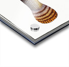 Pike of Malabar Esox malabaricus Acrylic print