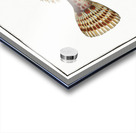 Smaller Flying-Fish Trigla Carolina Acrylic print