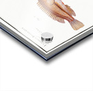 1. Green-fin Lutianus Virescens 2. Snouted Lutian Lutianus Rcstratus Acrylic print