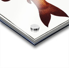 Odoe Salmo Odoe Acrylic print