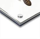 Gottus gruniens Acrylic print