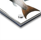 Male-Salmon Salmo Salar Mas Acrylic print