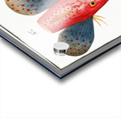 Punctulated Trigla Trigla punctata Acrylic print