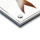 Flat-Nose Polynemus decadactylus Acrylic print