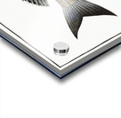 Gilt-Head Sparus Aurata Acrylic print