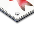 Sea-Bream Sparus Pargus Acrylic print