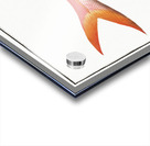 Gold-tailed Gilt-head Sparus Chrysurus Acrylic print