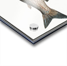 Broad-Gwiniad Salmo Thymallus latus Acrylic print