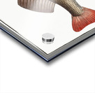 Perch Perca Fluviatilis Acrylic print