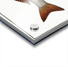 Gold-eye Lutianus chrysops Acrylic print