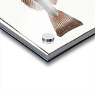 Hake Gadus Merluccius Acrylic print