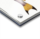 Bimaculated Silure Silurus bimaculatus Acrylic print