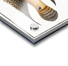 Stone-Perch Perca saxatilis Acrylic print