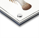 Blue-head Labrus cyanocephalus Acrylic print