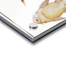 Guacari Loricaria plecostomus Acrylic print