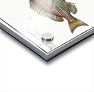 1. Lutjanus Hasta 2. Holocentrus bengalensis Impression Acrylique