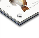 1. Punctulated Wrasse Labrus punctatus 2. Hair-finned Wrasse Labrus trichonterus Acrylic print