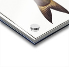 Silver-Silure Silurus Herzbergii Acrylic print