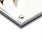 Chaetodon marginatus Acrylic print