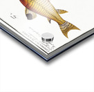 1. Tamoate Cataphractus Callychthis 2. Punctulated Cataphracte Cataphractus punctatus Acrylic print