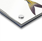 Rottlers Mackrel Scomber Rottleri Acrylic print