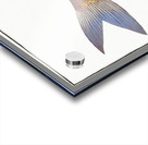 Cirrhated Carp Cyprinus cirrhosus Acrylic print